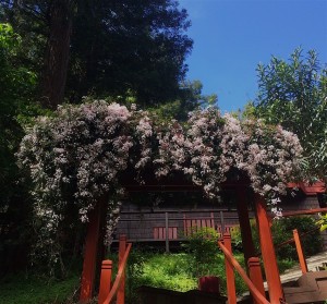 jasmine shining